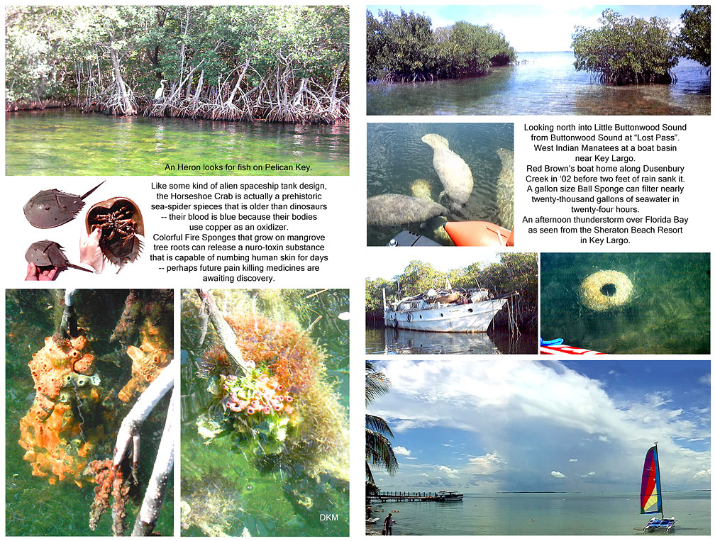 Image of marine animals and shore scenes